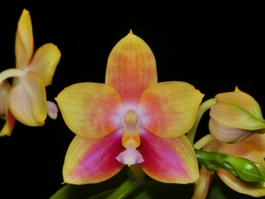 Phalaenopsis Phoenix Canary Shadow AM/AOS 80 pts.